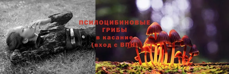 blacksprut рабочий сайт  Николаевск-на-Амуре  Галлюциногенные грибы Psilocybe 